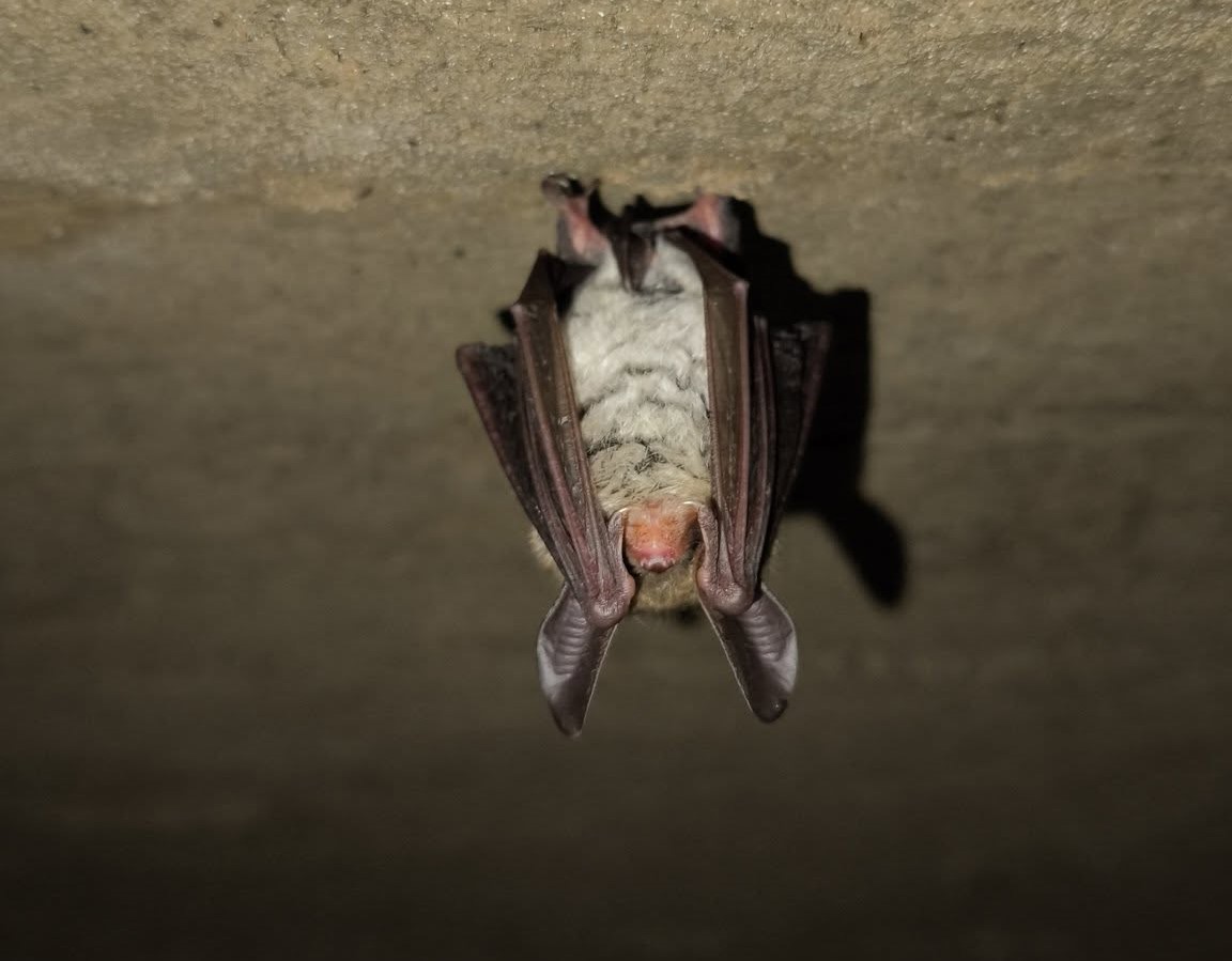 Narodowym Fot. Adam Olszewski, Kampinoski Park Narodowy, Facebook: https://www.facebook.com/photo?fbid=1317483820420330&set=pcb.1317484000420312