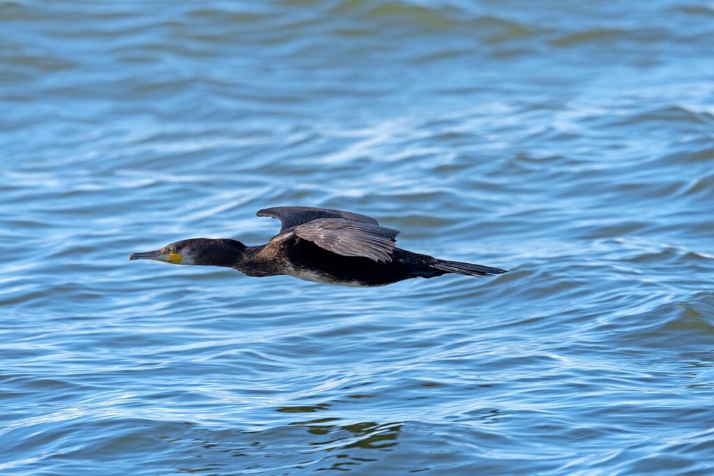Kormoran czarny – podwodny łowca pod ostrzałem. Czy jest winny? 4 kormoran