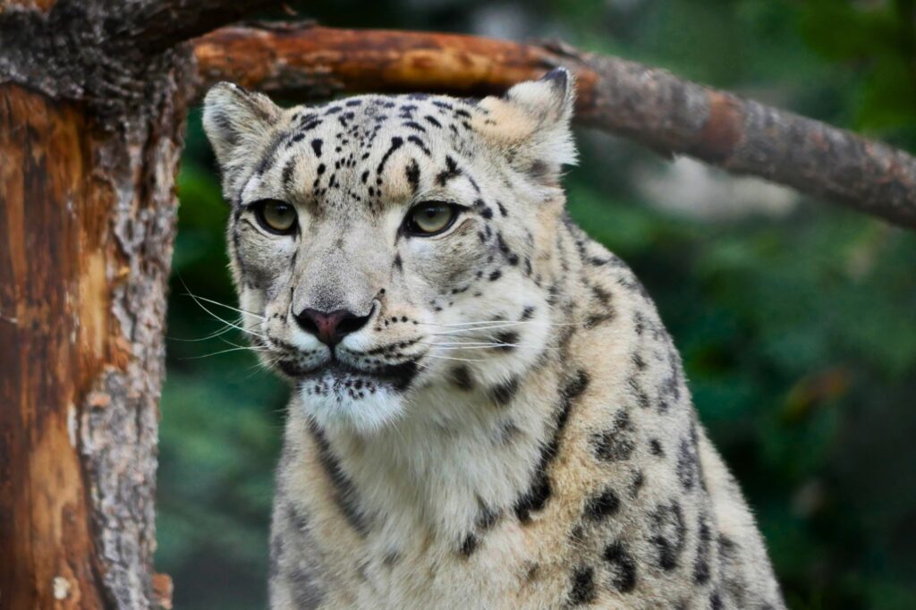 Suri wygrywa plebiscyt! Irbis śnieżny pierwszym Zwierzakiem Miesiąca 2026 1 Irbis sniezny Suri Iga Kupiec Warszawskie ZOO 1 | ekoetos.pl