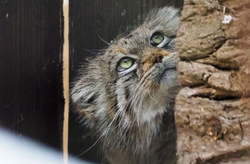 Manulka, która skradła serca warszawiaków. Jessie triumfuje w plebiscycie ZOO