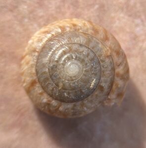 Ślimak z Bermudów jest przykładem skutecznego odtworzenia populacji w naturze Fot. Per Thomas Irvine - https://www.inaturalist.org/photos/231278117, CC BY 4.0, https://commons.wikimedia.org/w/index.php?curid=150991720