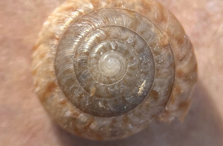 Ślimak z Bermudów jest przykładem skutecznego odtworzenia populacji w naturze Fot. Per Thomas Irvine - https://www.inaturalist.org/photos/231278117, CC BY 4.0, https://commons.wikimedia.org/w/index.php?curid=150991720