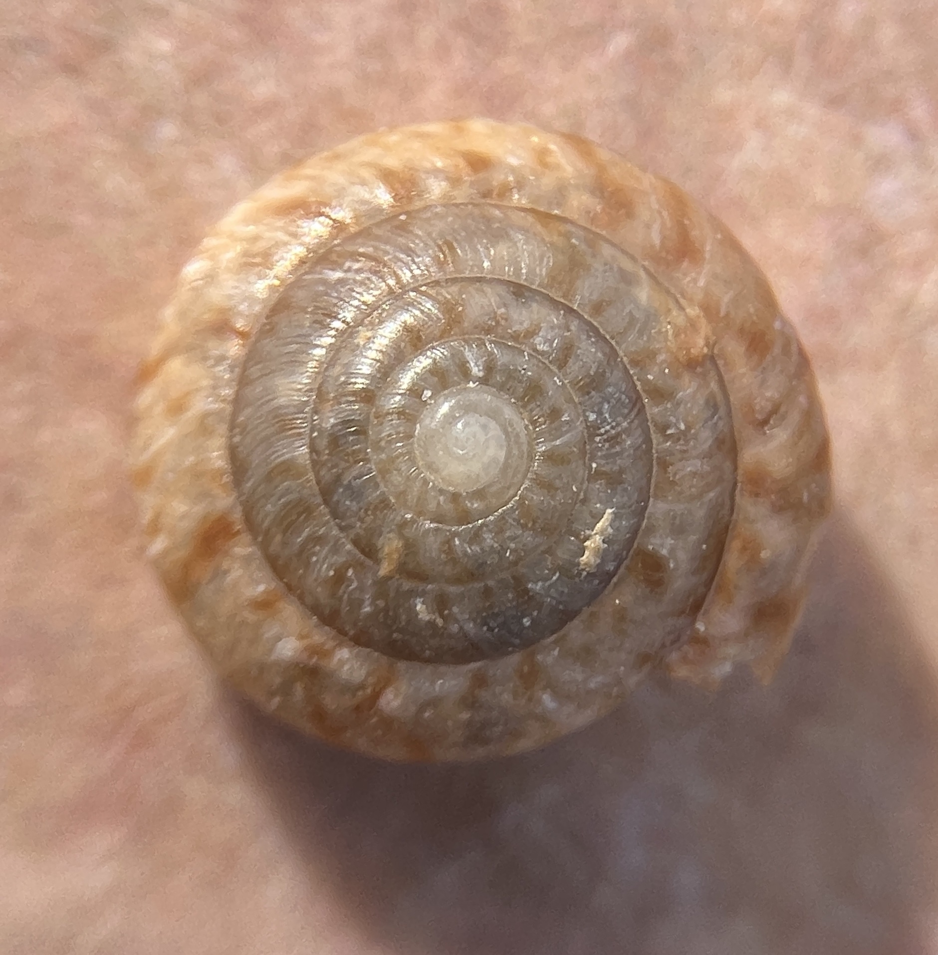 Ślimak z Bermudów jest przykładem skutecznego odtworzenia populacji w naturze Fot. Per Thomas Irvine - https://www.inaturalist.org/photos/231278117, CC BY 4.0, https://commons.wikimedia.org/w/index.php?curid=150991720