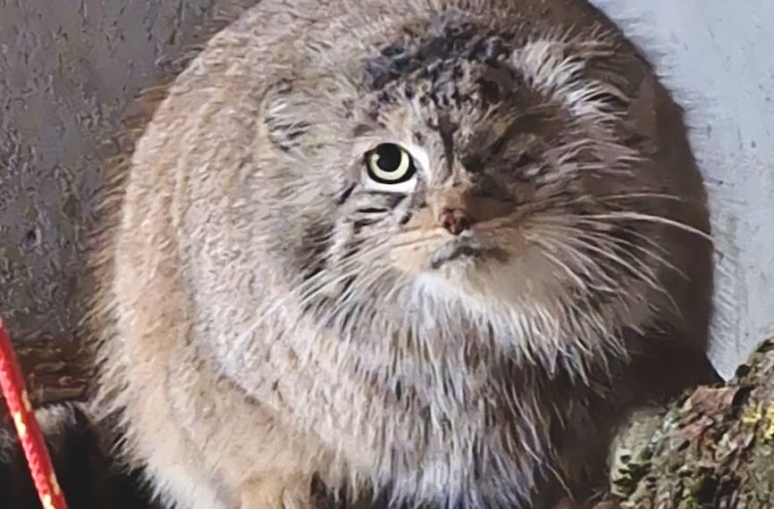 manul