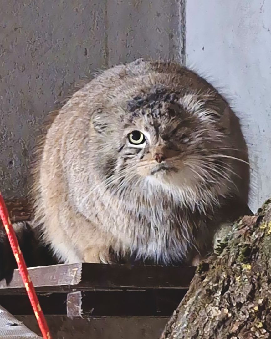 manul