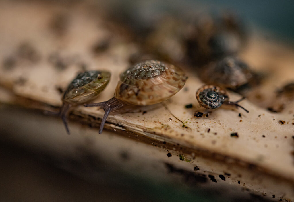 Krople wody z klimatyzatora stworzyły mikrośrodowisko umożliwiające przetrwanie ostatnich ślimaków Fot. Chester Zoo