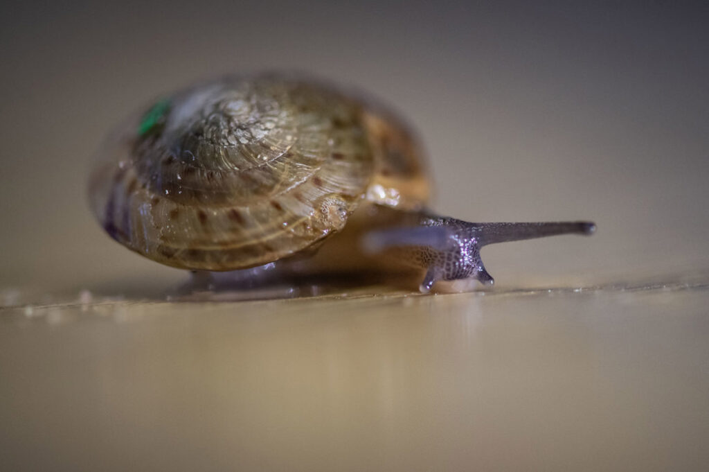 Ślimaki były monitorowane i badane pod kątem pasożytów (w tym płazińców roślinożernych), które mogłyby zagrozić populacji po reintrodukcji Fot. Chester Zoo