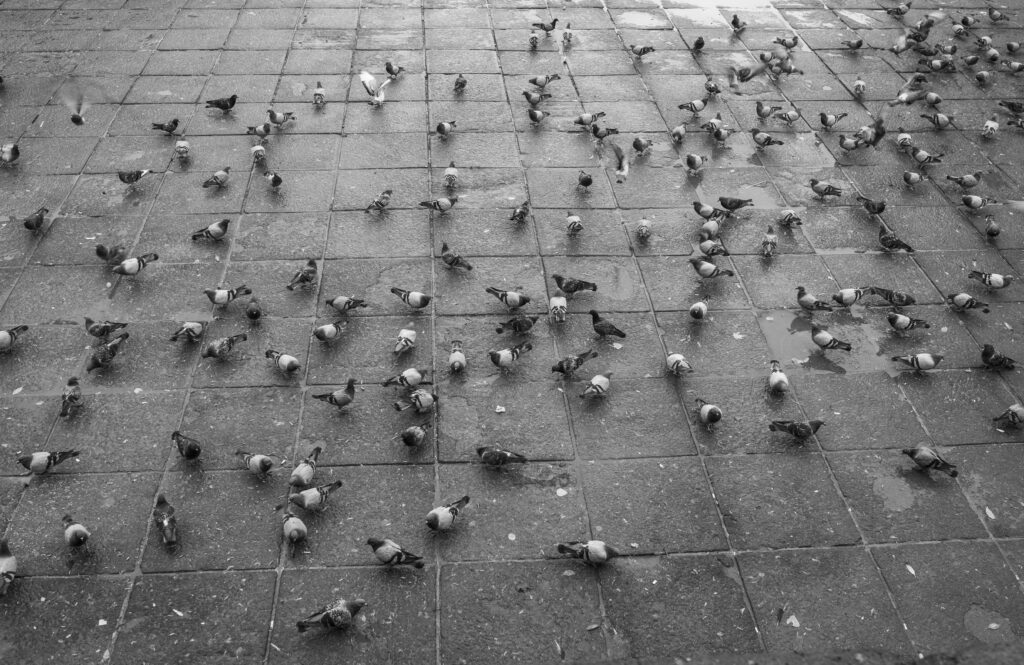 Antykoncepcja dla gołębi w Krakowie 2 Pilotaż obejmie wybrane obszary miejskie charakteryzujące się najwyższą liczebnością populacji gołębi Fot. Freepik
