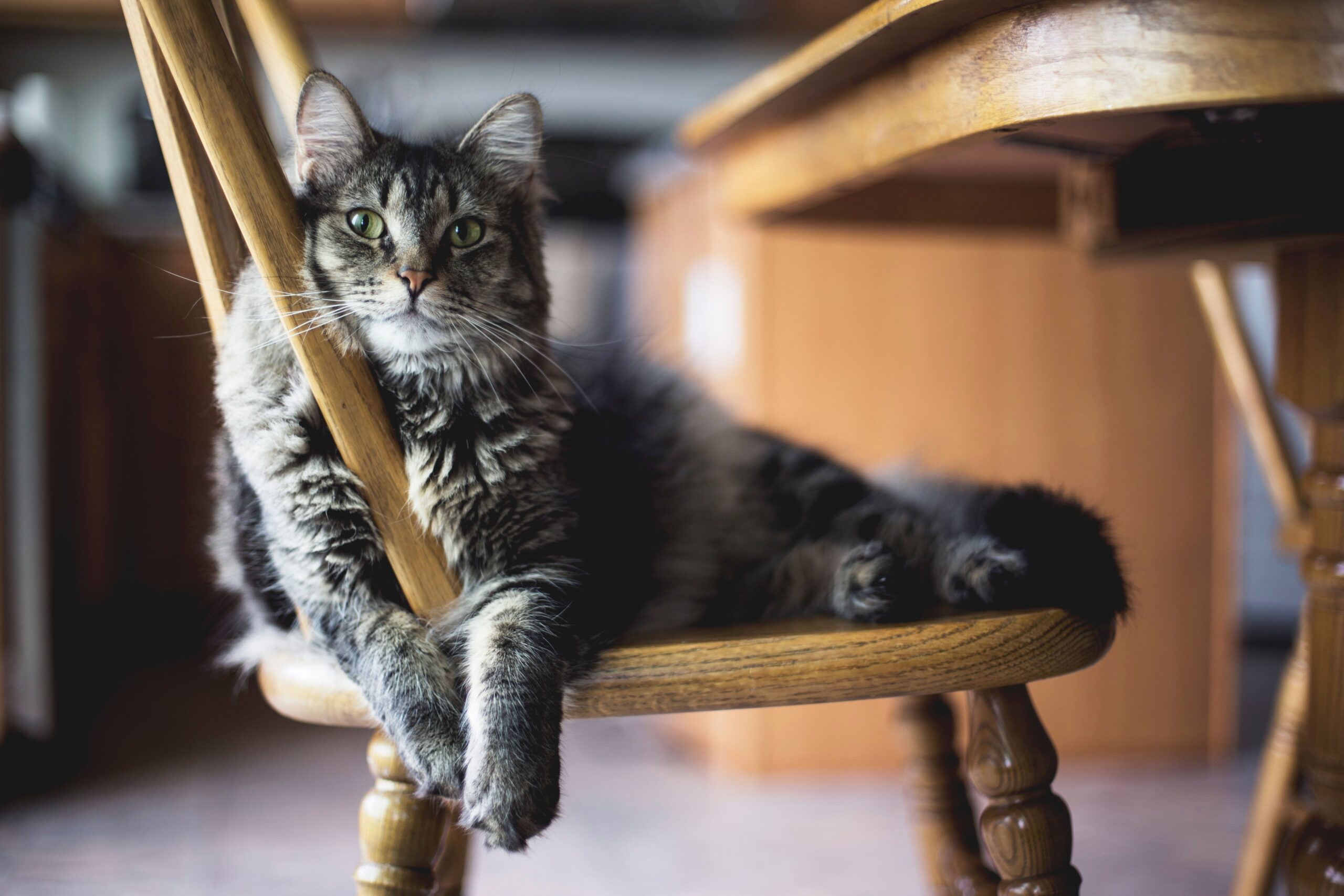 Wszystkie koty należą do rodziny (Felidae) liczącej 36 gatunków Fot. Freepik