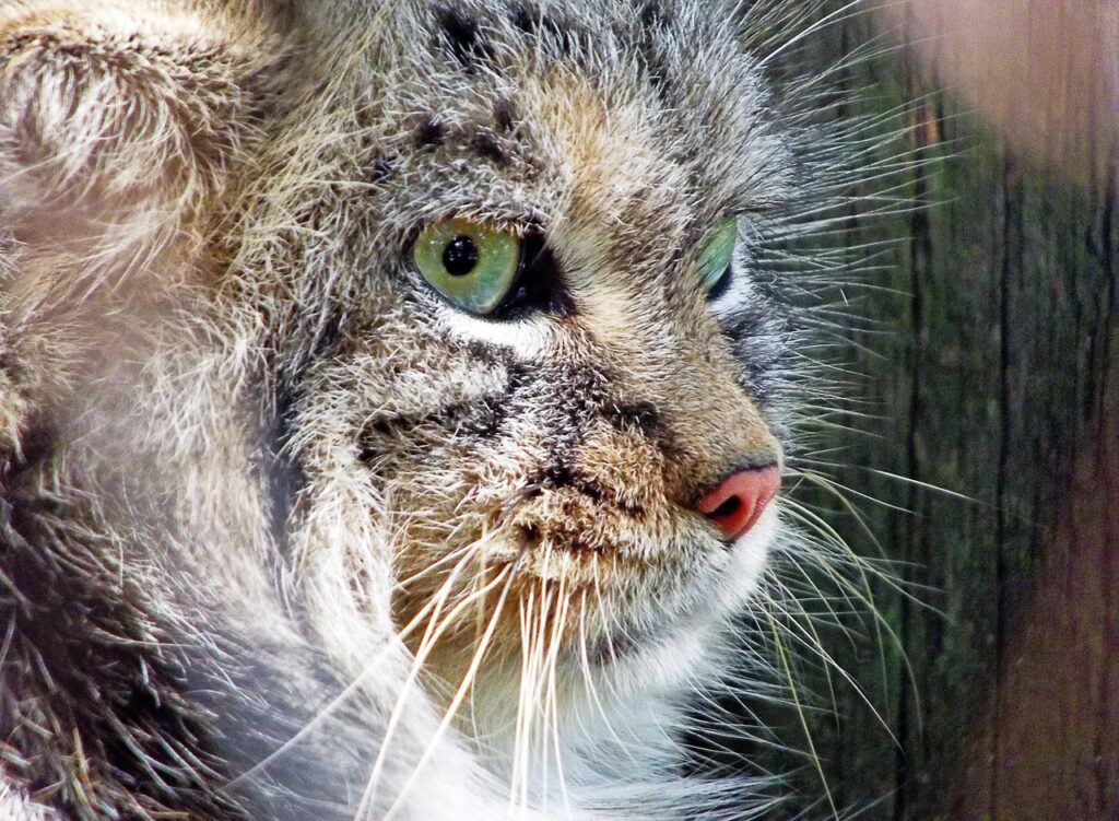 manul