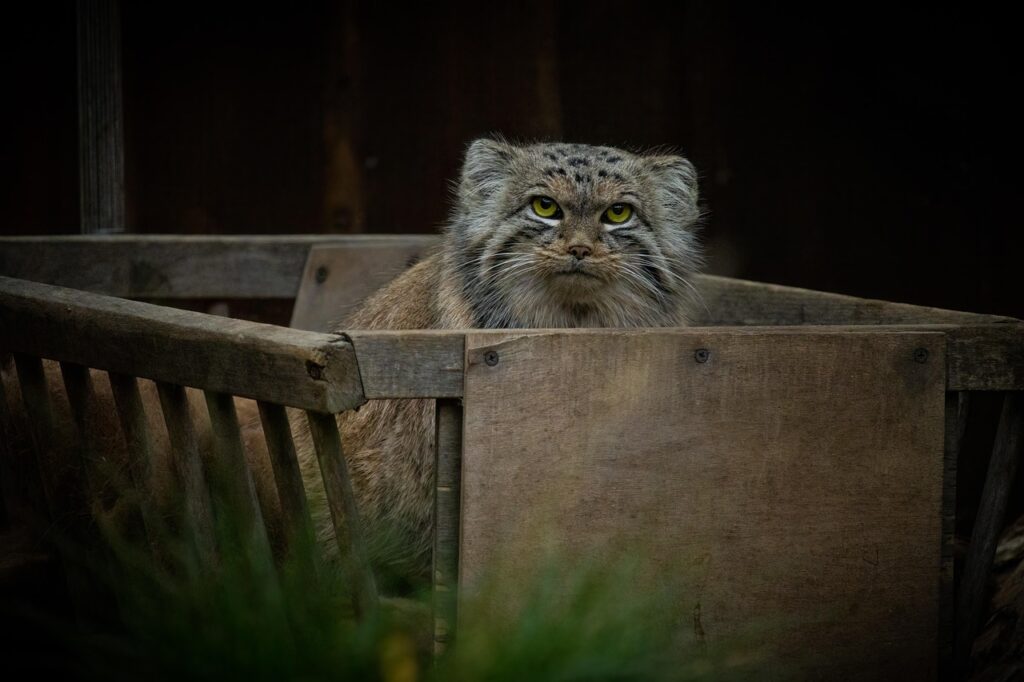 manul