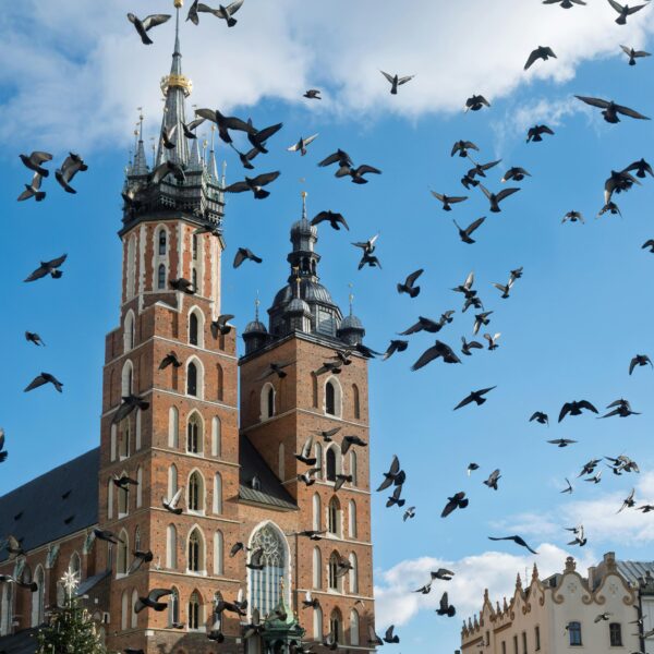 Stada gołębi, które pojawiają się coraz częściej, stają się wyzwaniem dla miast Fot. Pexels