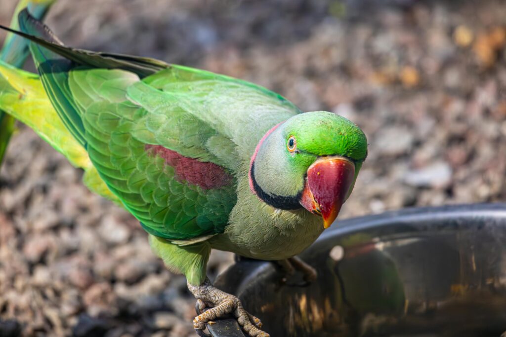 Na obszarze Polski aleksandretty obrożne występują w stanie dzikim, w prywatnych hodowlach i ogrodach zoologicznych Fot. Pexels