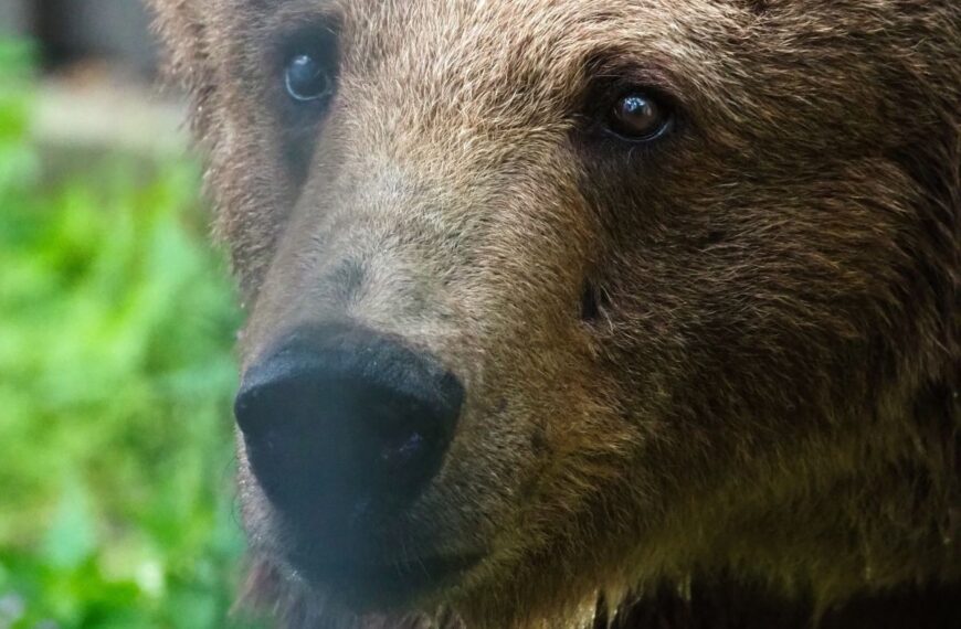 Niedźwiedzica Sabina Paulina Chmielnicka, Warszawskie ZOO