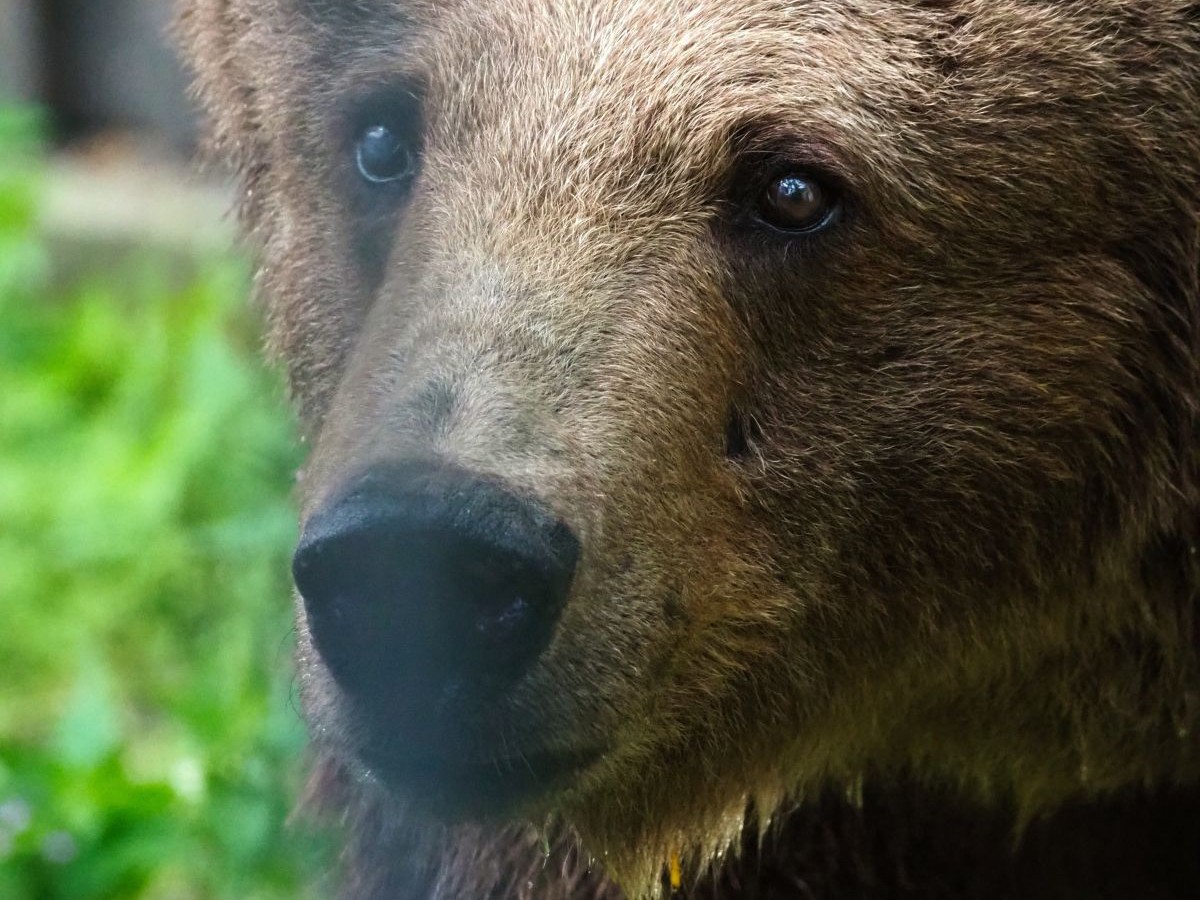 Niedźwiedzica Sabina Paulina Chmielnicka, Warszawskie ZOO
