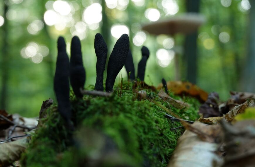 mykologia kryminalistyczna