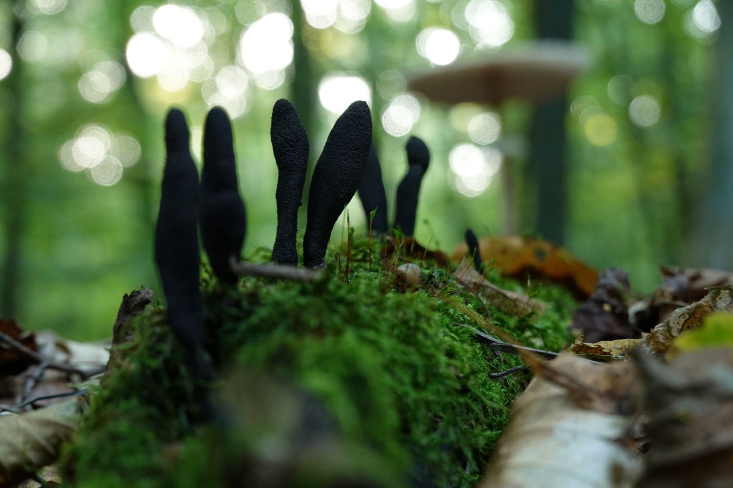 mykologia kryminalistyczna