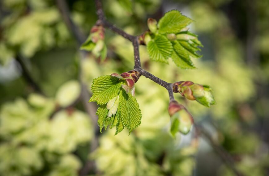 Europejskie Drzewo Roku 2026