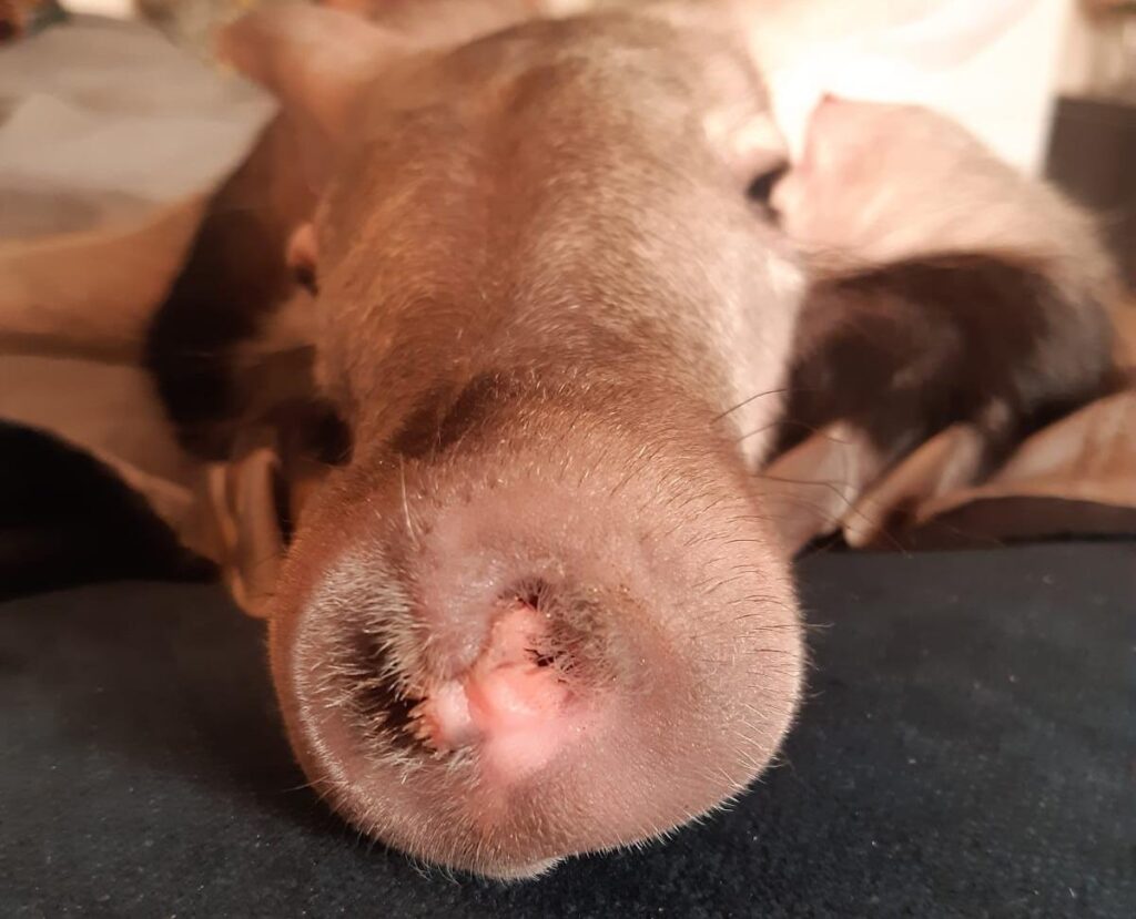 Mały mrównik w pierwszych dniach życia