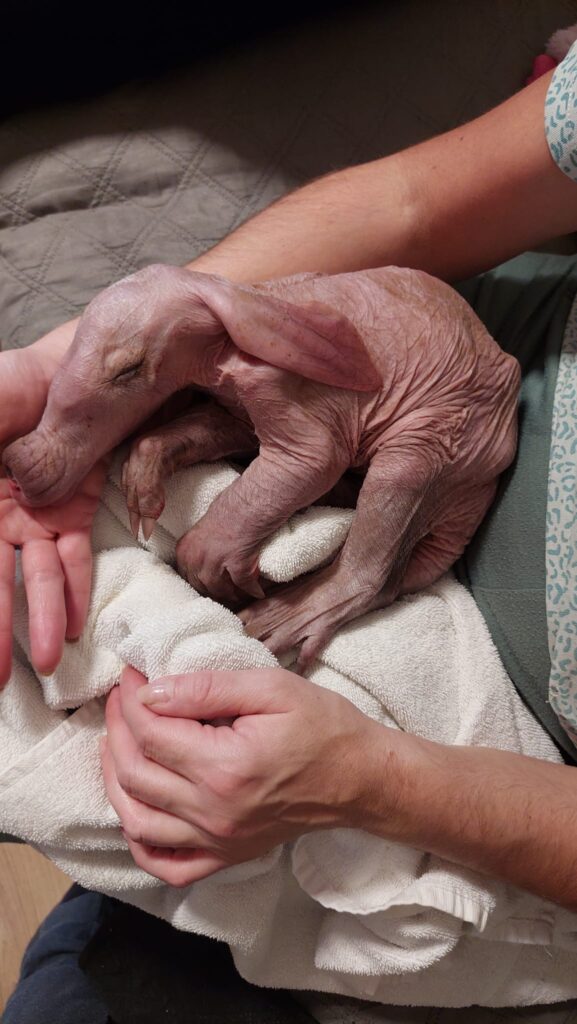 Mały mrównik w pierwszych dniach życia