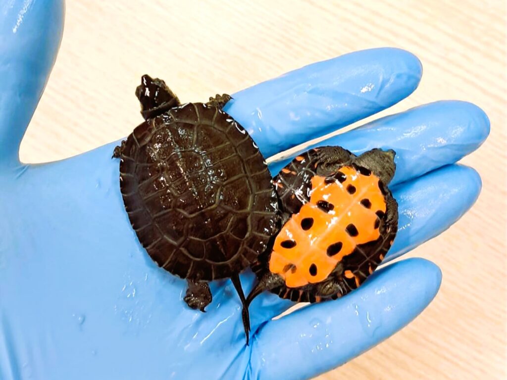 żółwie kantońskie