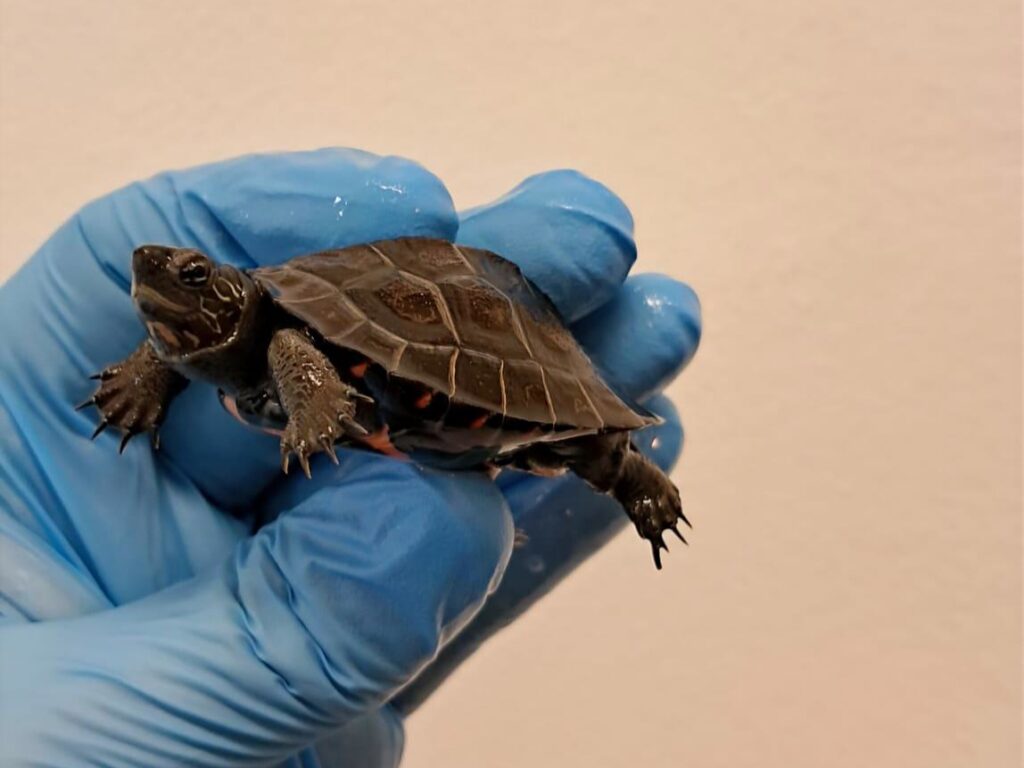 Żółwie kantońskie (Mauremys nigricans)