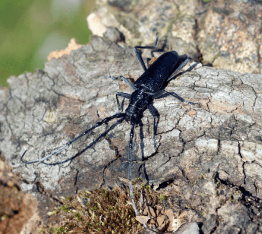 Kozioróg dębosz najlepszym przyjacielem… hibernujących nietoperzy 1 Kozioróg dębosz