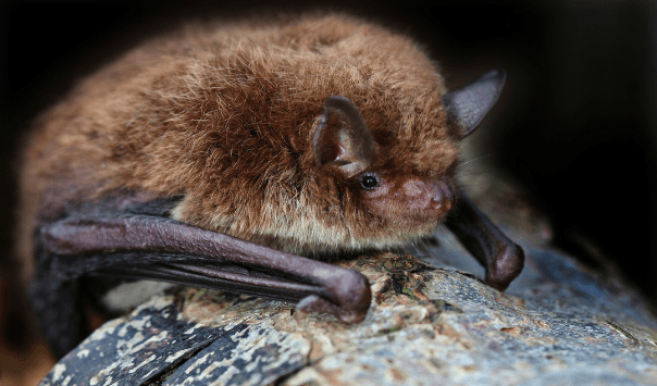 Kozioróg dębosz najlepszym przyjacielem… hibernujących nietoperzy 2 Kozioróg dębosz