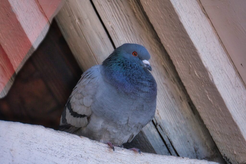 Ornitolog: gołębie mają system nawigacji lepszy niż GPS i wciąż nas zaskakują 1 gołąb