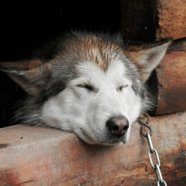 ustawa husky na uwięzi