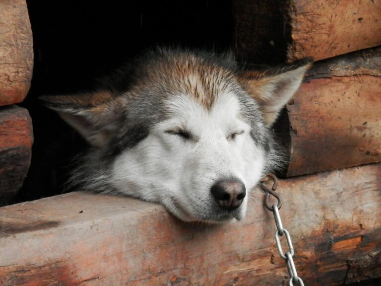 ustawa husky na uwięzi