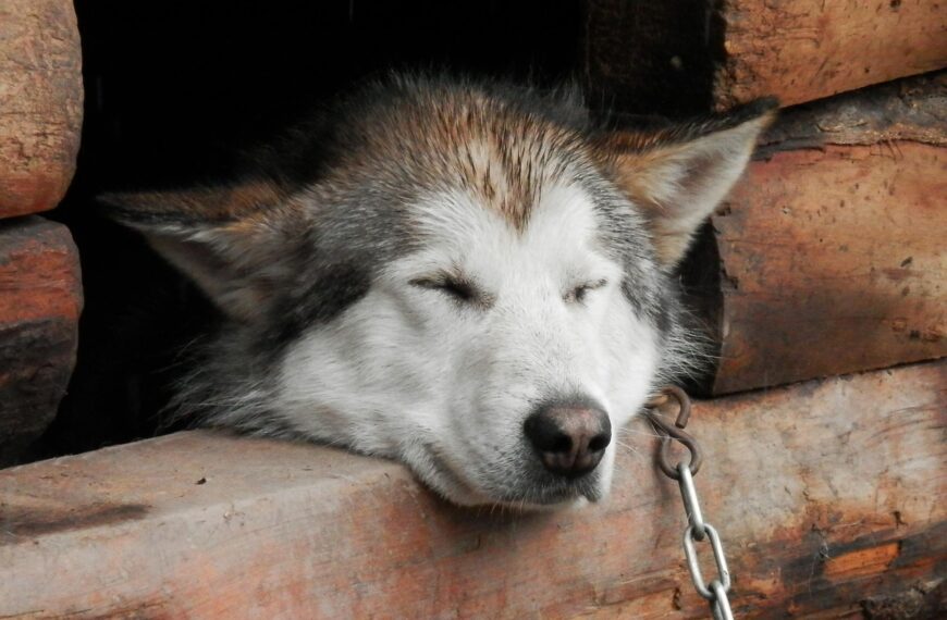 ustawa husky na uwięzi