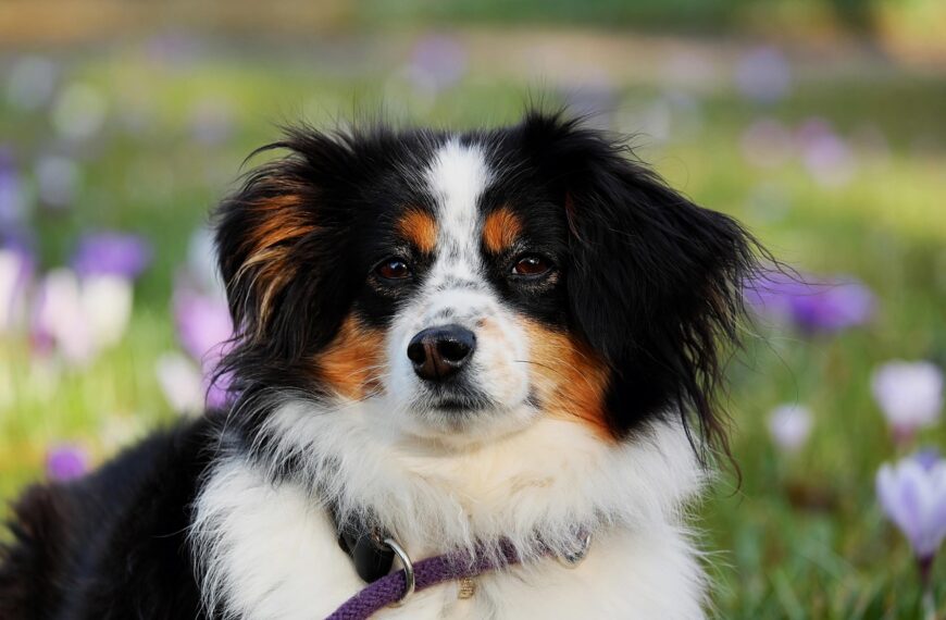 czipowanie zwierząt