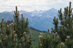 Tatry