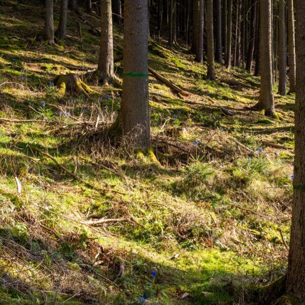 Dorożała Odbudowa lasów i mokradeł to jeden z najważniejszych kierunków działań ekologicznych na świecie Fot. Freepik