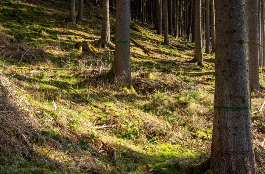 Dorożała Odbudowa lasów i mokradeł to jeden z najważniejszych kierunków działań ekologicznych na świecie Fot. Freepik