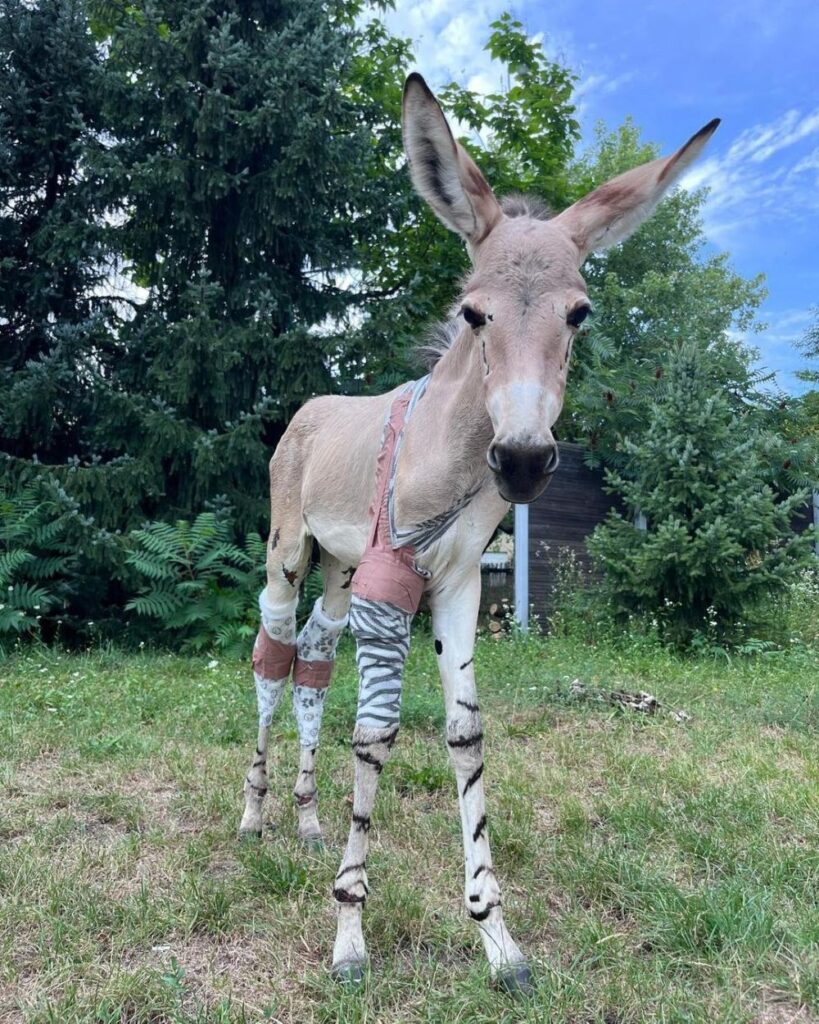 Zwierzak marca w Warszawskim ZOO: kangurzyca Stefcia czy oślica Zuzia? 1 ZOO