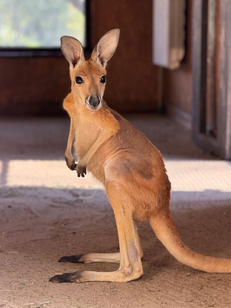Zwierzak marca w Warszawskim ZOO: kangurzyca Stefcia czy oślica Zuzia? 2 ZOO