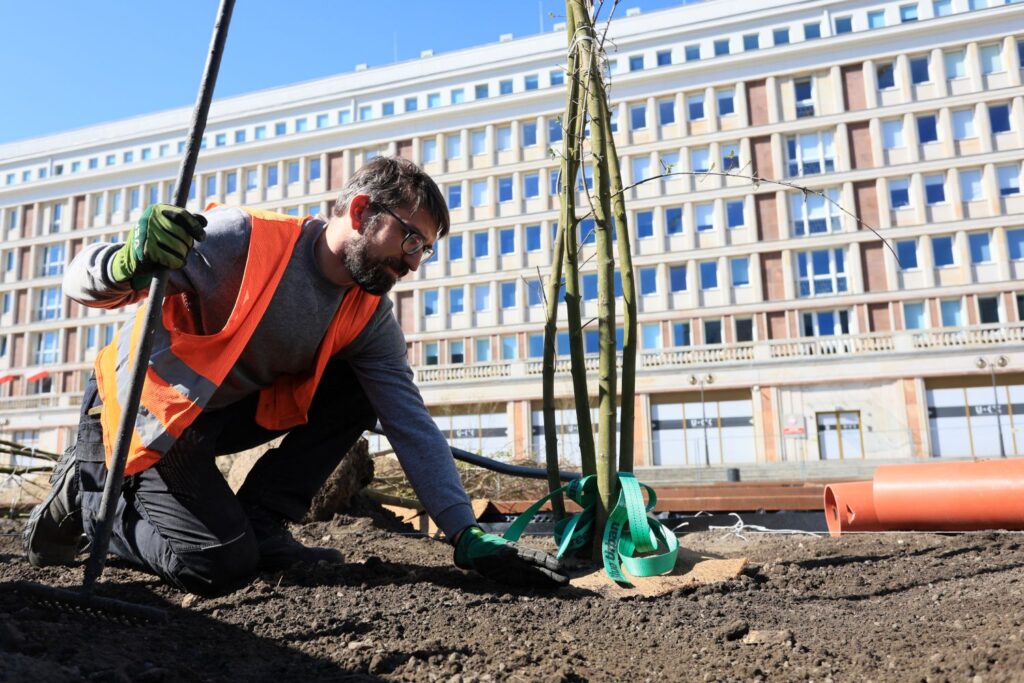 Sadzenie drzew na Placu Powstańców Warszawy_fot_Szymon Pulcyn_UM Warszawa