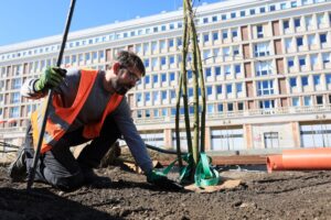 Sadzenie drzew na Placu Powstańców Warszawy_fot_Szymon Pulcyn_UM Warszawa