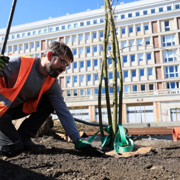 Sadzenie drzew na Placu Powstańców Warszawy_fot_Szymon Pulcyn_UM Warszawa