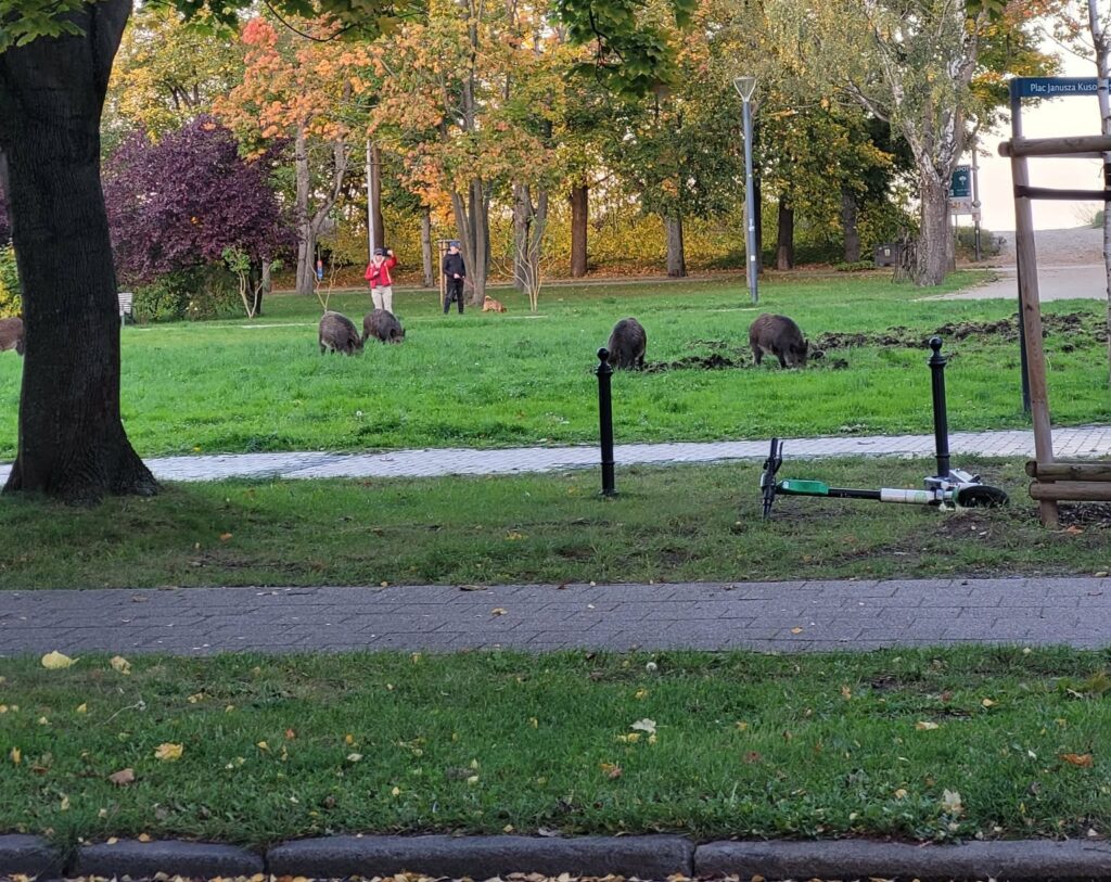 Dziki w parku miejskim w Sopocie Fot. Zdjęcie własne