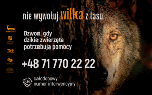 Dzikie w mieście