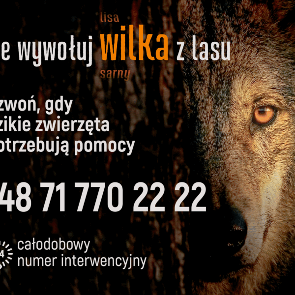 Dzikie w mieście