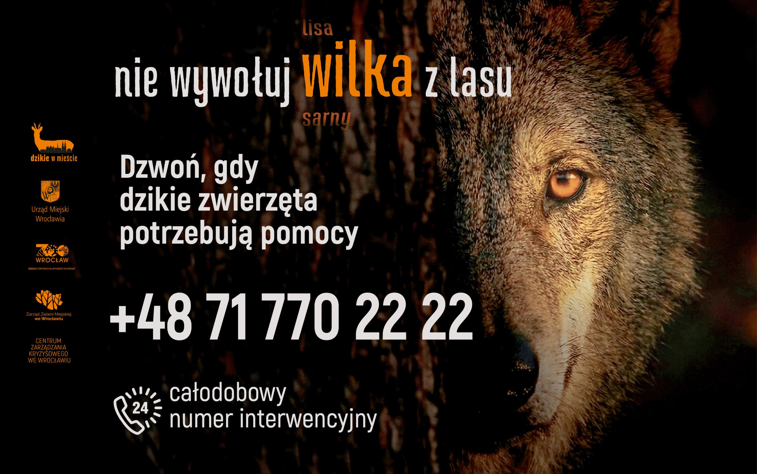 Dzikie w mieście