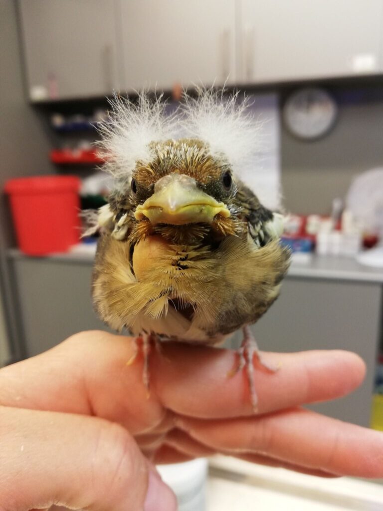 ZOOstaw, NIE porywaj! Jak pomagać dzikim zwierzętom odpowiedzialnie? 3 ZOOstaw, NIE porywaj