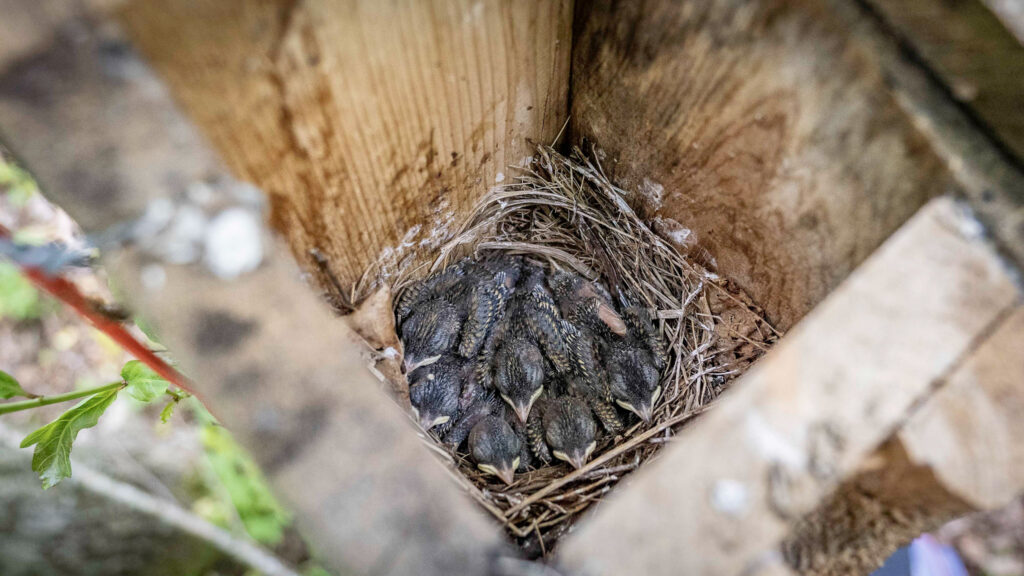 Sztuczne światło nocne zmienia życie ptaków. Przedstawiamy wyniki badań 1 sztuczne światło
