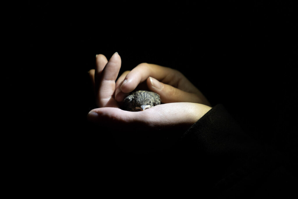 Sztuczne światło nocne zmienia życie ptaków. Przedstawiamy wyniki badań 2 sztuczne światło