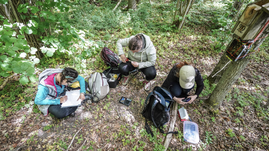 Sztuczne światło nocne zmienia życie ptaków. Przedstawiamy wyniki badań 3 sztuczne światło