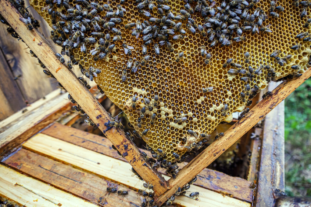 Ranczo Morgana Freemana jest inspiracją dla działań proekologicznych na całym świecie Fot. Freepik